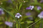 Limestone calamint